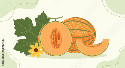 Freshly Sliced Cantaloupe with Leaf and Blossom Depicted in Flat Vector Illustration