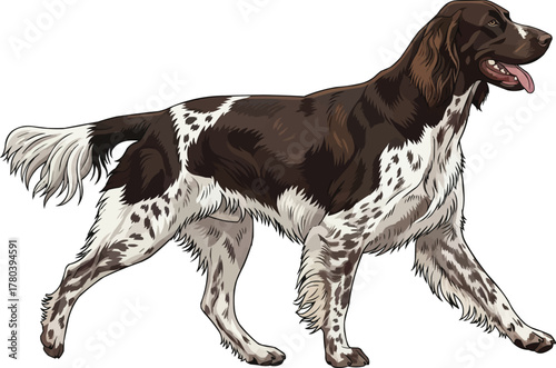 German Longhaired Pointer dog walking trotting pose illustration