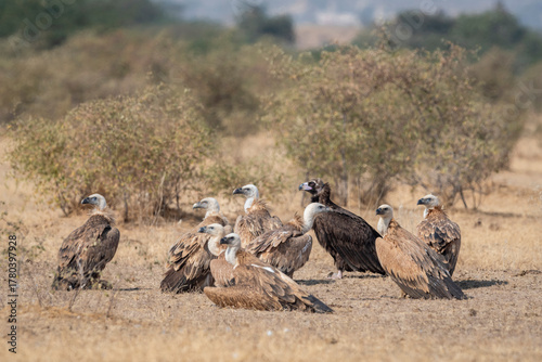 Flock of wild cinereous vulture and Eurasian griffon vulture or gyps fulvus and Aegypius monachus basking sun winter migration at desert national park jaisalmer rajasthan india asia