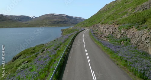 Stunning cinematic drone view of a winding road surrounded by vibrant purple Alaskan lupines in Iceland, symbolizing the harmony between human travel and the island’s wild summer beauty.