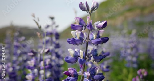 Beautiful macro shot of purple lupines in full bloom across Icelandic meadows, capturing the intricate details and natural colors of the island’s signature summer wildflowers.