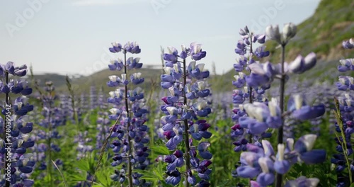 Close-up cinematic footage of vibrant purple Alaskan lupine flowers blooming in Icelandic fields, revealing delicate petals swaying in the wind under the soft light of the northern summer sun.