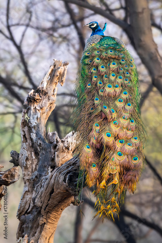 male Indian peafowl or Pavo cristatus or peacock in natural scenic winter season jungle perched on tree trunk at ranthambore national park forest tiger reserve rajasthan india asia