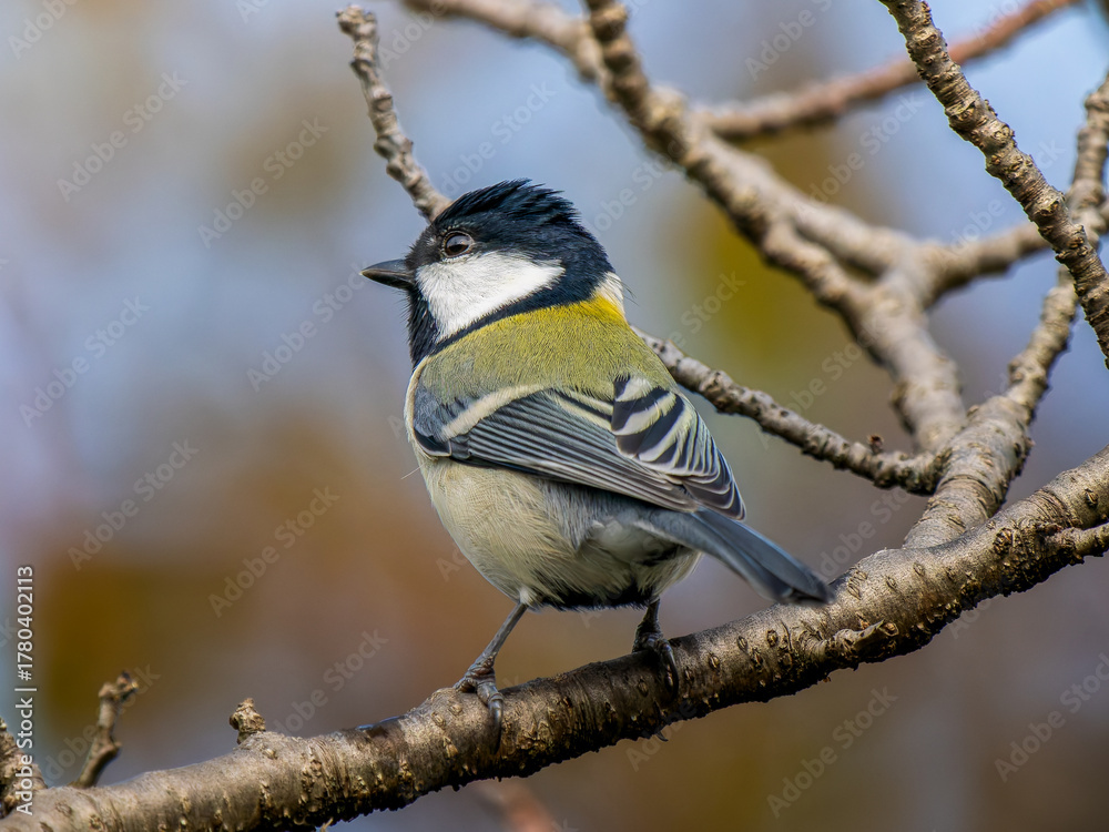 Fototapeta premium 枝にとまるシジュウカラ
