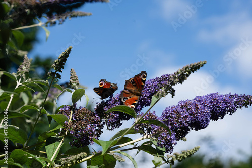 Pfauenauge auf dem Schmetterlingsflieder Buddleja davidii