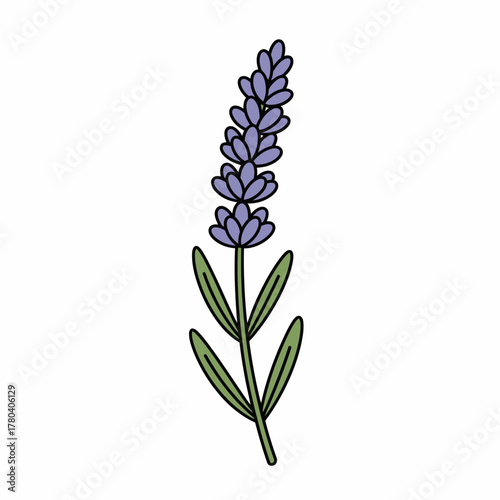 Simple hand-drawn lavender flower sprig illustration. Isolated vector doodle of a purple herbal plant on a white background