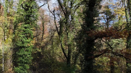 décollage en drone dans une forêt en automne entre les branches d'arbres. 
