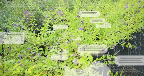 Showing leafy plants with purple flowers filling black pots at outdoor nursery, chat overlays