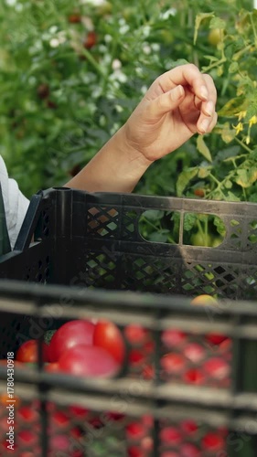 A woman tends to greenhouse tomatoes picking ripe fruits carefully for harvest Fresh and vibrant