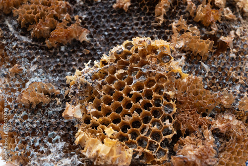 The abandoned structure of a dangerous paper wasps (yellow jackets) nest, tragically burned and destroyed by a local gardener.