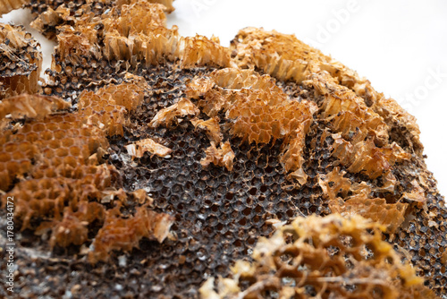 The abandoned structure of a dangerous paper wasps (yellow jackets) nest, tragically burned and destroyed by a local gardener.