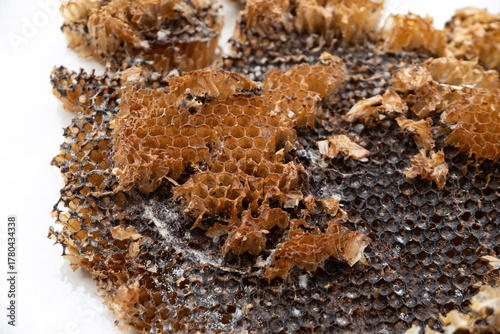 The abandoned structure of a dangerous paper wasps (yellow jackets) nest, tragically burned and destroyed by a local gardener.