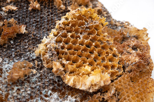 The abandoned structure of a dangerous paper wasps (yellow jackets) nest, tragically burned and destroyed by a local gardener.