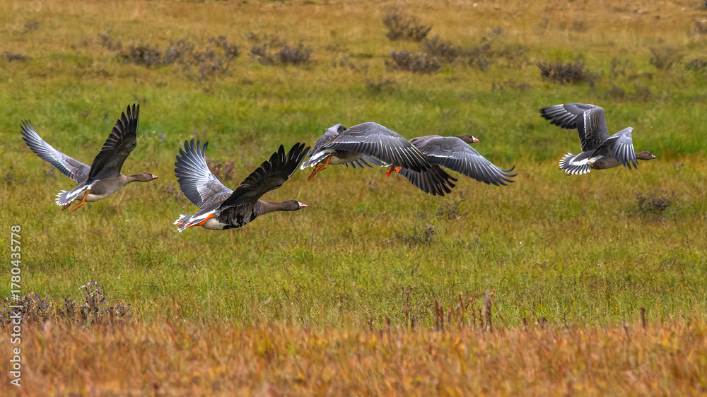 Fototapeta premium A flock of wild geese flying over the bright autumn tundra of the Yamal Peninsula. For environmental publications, tourist materials, and articles about the nature of the North