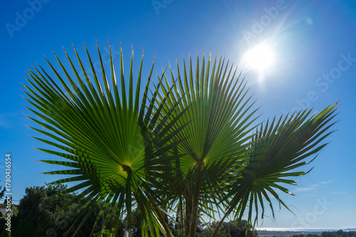 A towering Mexican Fan Palm (Washingtonia robusta), also known as the Skyduster or Washington Palm, rises against a perfect blue sky.