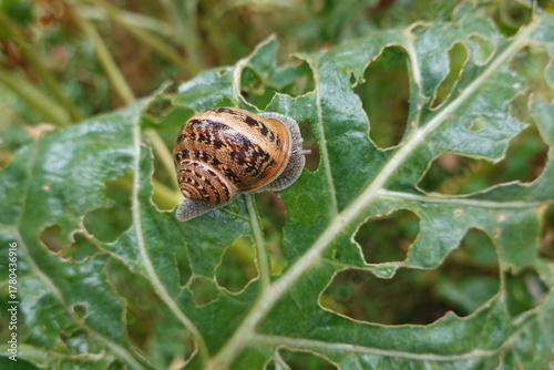 Brown garden snail crawling on damaged green leaf