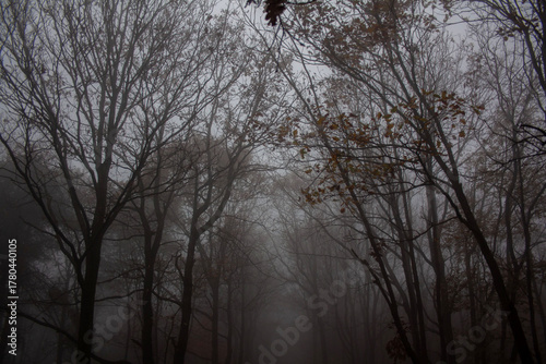 bosco con alberi spogli