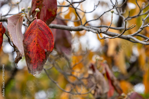 赤く紅葉したハナミズキの葉のクローズアップ