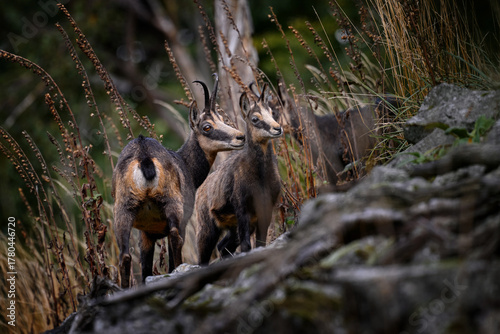 Fototapeta Naklejka Na Ścianę i Meble -  Czech wildlife. Chamois, Rupicapra rupicapra, on the rocky hill, forest in background, Studenec hill, Czech Republic. Wildlife scene with horn animal, Chamois. Forest landscape with animal.