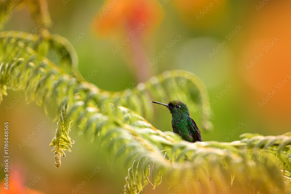 Obraz premium Costa Rica wildlife. Green-crowned Brilliant, Heliodoxa jacula, beautiful bloom. Heliconia red flower with green hummingbird, La Paz Waterfall Garden, Volcan Poas NP in Costa Rica. Bird sucking nectar