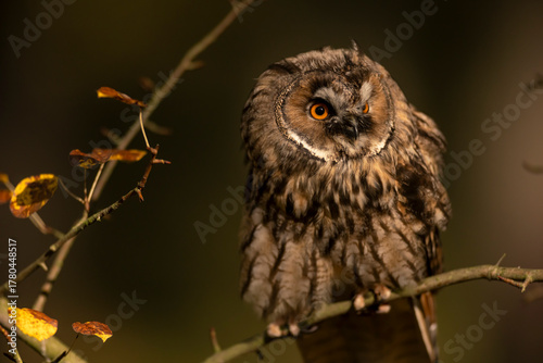 Close up of long-eared owl (Asio otus) watching by big eyes and sitting on branch deep in crown. Wildlife tranquil portrait shot of bird in natural habitat background during dusk.