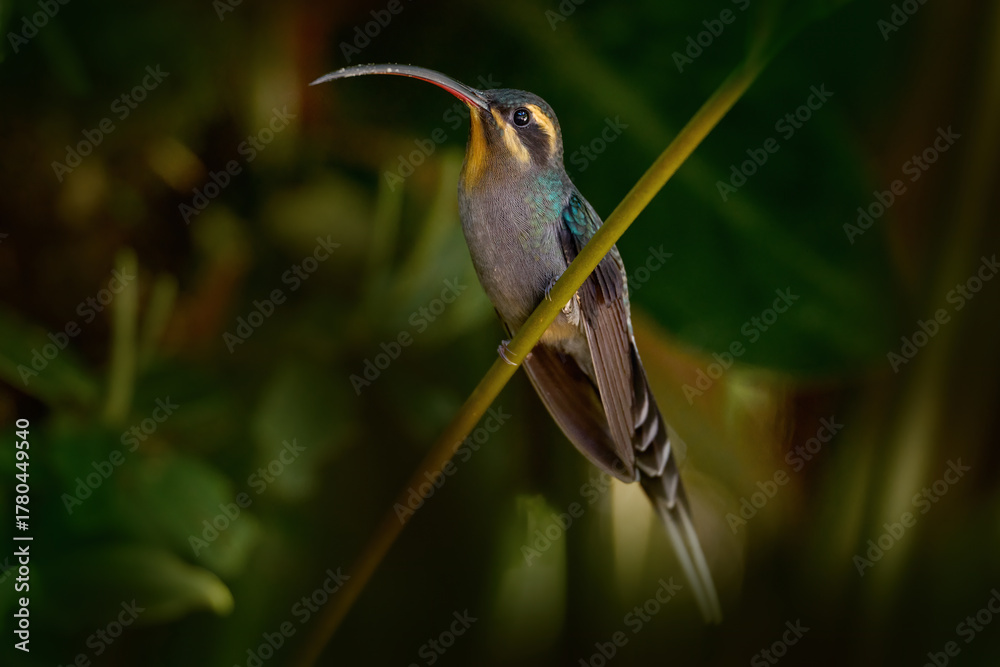 Obraz premium Green Hermit, Phaethornis guy, rare hummingbird Green bird flying next beautiful red flower in jungle. Action feeding scene in green tropical forest, animal in the nature habitat.