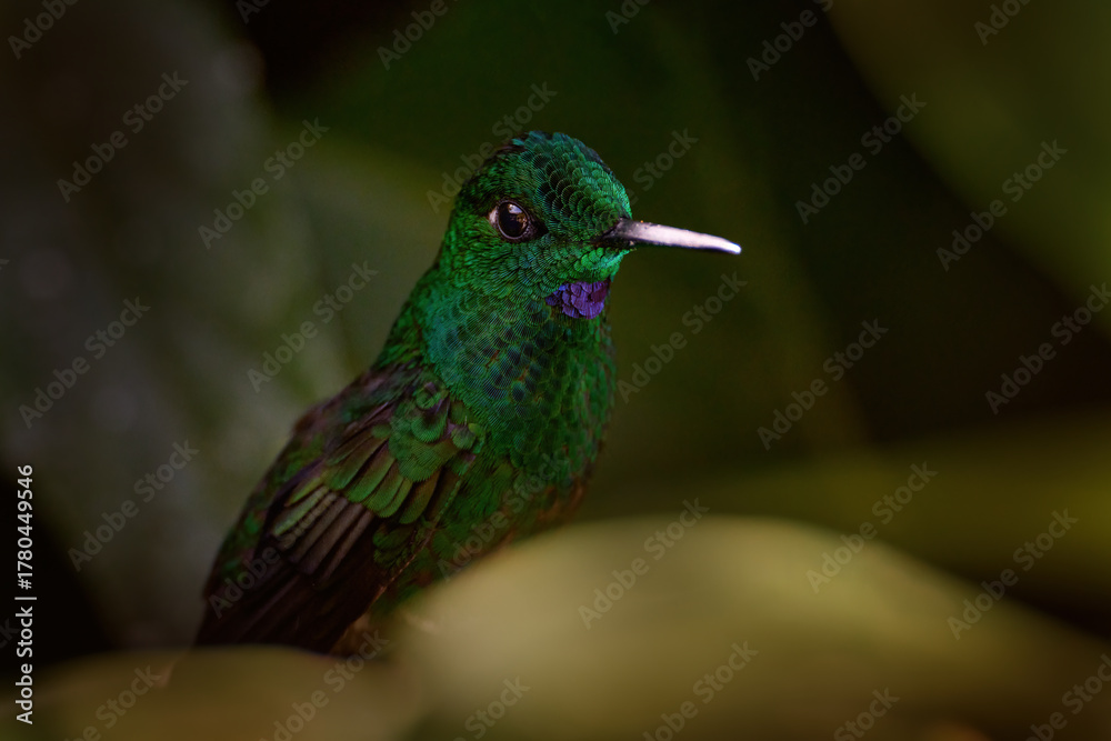 Obraz premium Costa Rica wildlife. Green-crowned Brilliant, Heliodoxa jacula, beautiful bloom. Heliconia red flower with green hummingbird, La Paz Waterfall Garden, Volcan Poas NP in Costa Rica. Bird sucking nectar