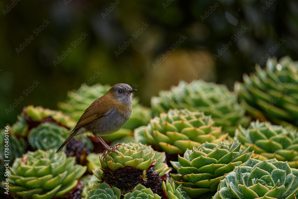 Obraz premium Black-billed Nightingale-Thrush, Catharus gracilirostris, brown grey bird in the nature forest habitat, Tapanti NP in Costa Rica. Bird in nature, green sukulent flower in wood.