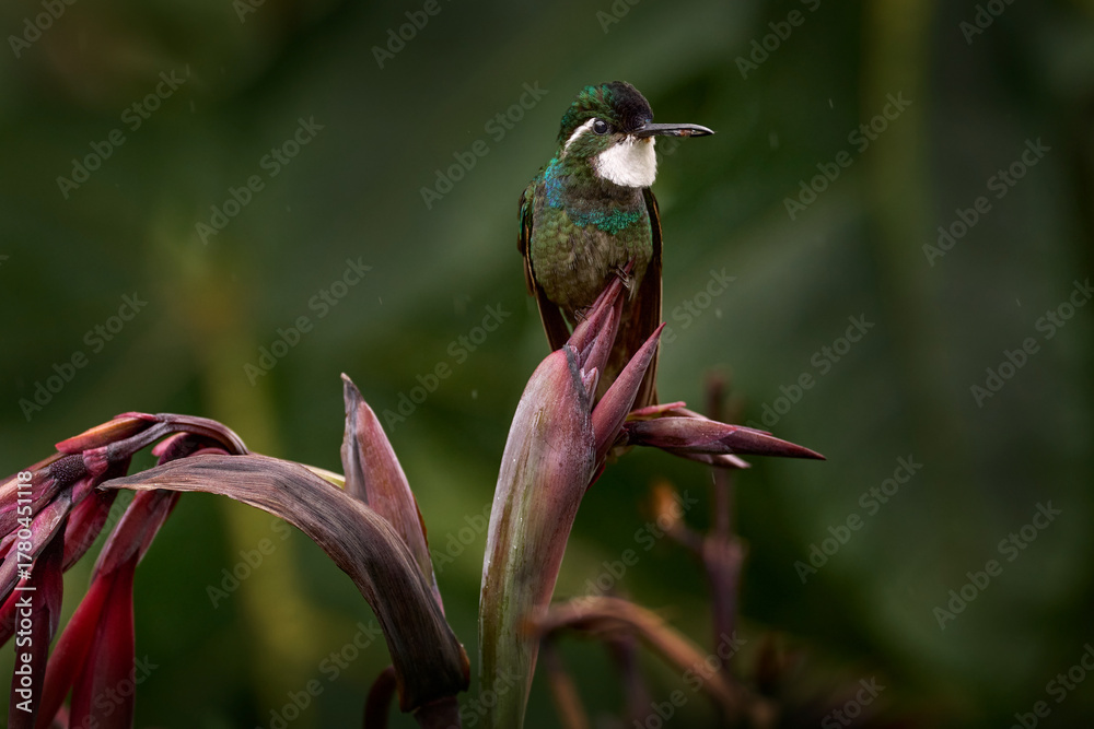 Obraz premium Blue and white small bird from mountain cloud forest in Costa Rica. White-throated Mountain-gem, Lampornis castaneoventris, hummingbird from Costa Rica.