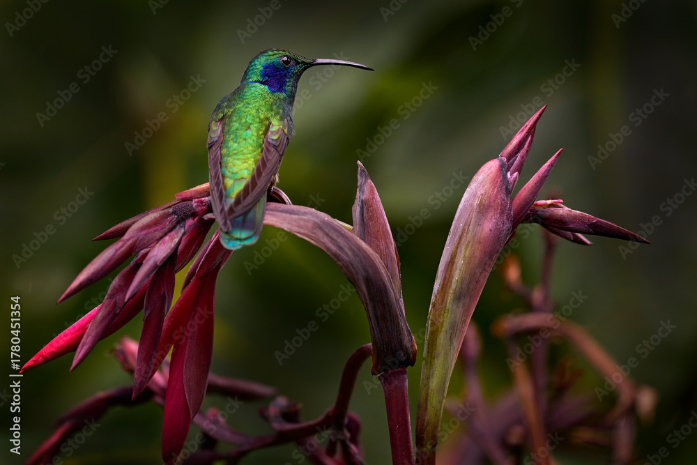Obraz premium Lesser violetear, Colibri cyanotus, blue and green hummingbird sitting on the red tropic flower in the forest, Talamanca, Costa Rica. Mountain violet-ear bird in nature, wildlife.