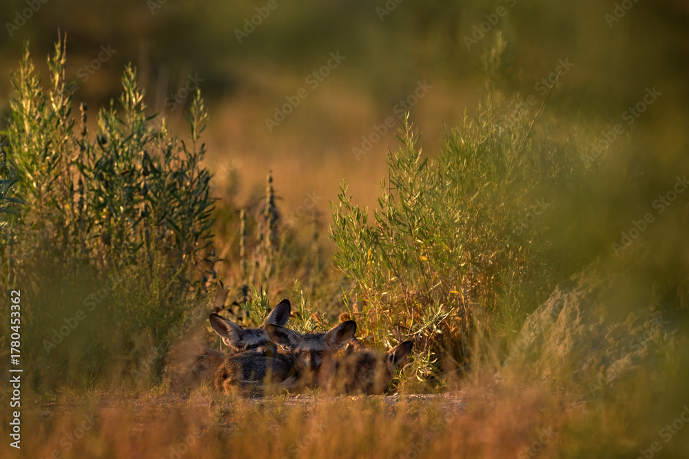 Fototapeta premium Bat-eared fox, Otocyon megalotis, wild dog from Africa. Rare wild animal, evening light in grass. Wildlife scene, Central Kalahari, Botswana. Fox hunting with big long ears. Animal behaviour. Hidden.