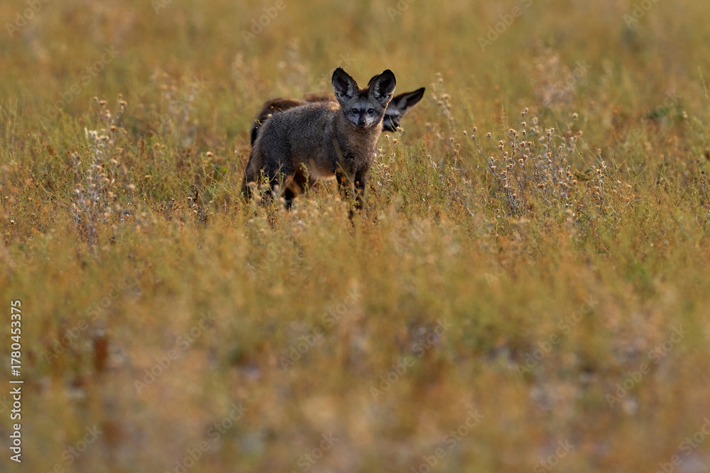 Fototapeta premium Bat-eared fox, Otocyon megalotis, wild dog from Africa. Rare wild animal, evening light in grass. Wildlife scene, Central Kalahari, Botswana. Fox hunting with big long ears. Animal behaviour. Hidden.