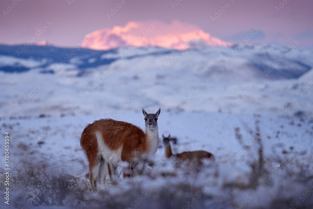 Obraz premium Patagonia sunset. Guanaco in Chile, Torres del Paine NP in Patagonie. Winter with snow in South America. Lama guanaco, nature habitat, rock hills in the moutains. Sunset with snow in Patagonia.