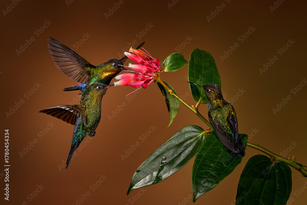 Obraz premium Wildlife sucking action scene from tropical forest. Fiery-throated Hummingbird, Panterpe insignis, flying next to beautiful pink flower, Savegre, Costa Rica. Bird with bloom, sucking nectar.