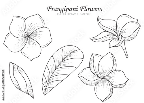 Black and white hand-drawn illustration of frangipani flowers and leaves in various angles and sizes, isolated on a white background.