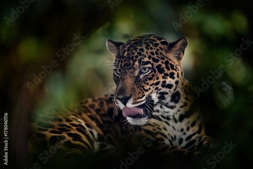 Jaguar, close-up detail portrait in nature. Wild feline with tongue out, Cuiba river in north of Pantanal, Brazil. Jaguar from South America, in green forest vegetation in nature, wildlife Brazil.