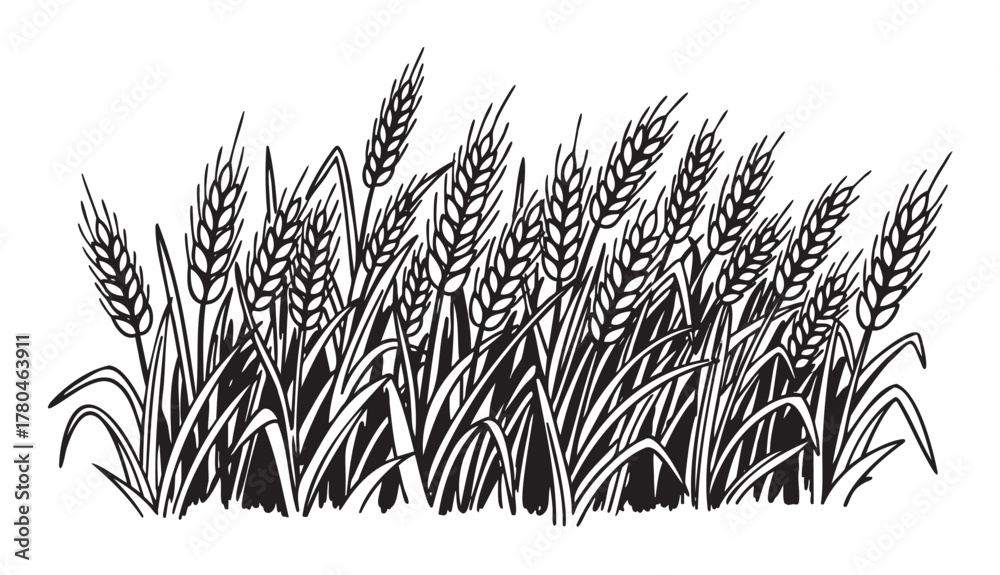 Fototapeta premium Black and white illustration of a dense field of wheat stalks with intricate detailing and elongated leaves.