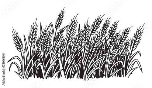 Black and white illustration of a dense field of wheat stalks with intricate detailing and elongated leaves.