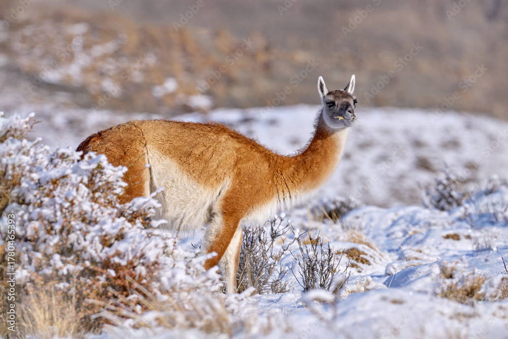 Obraz premium Patagonia sunset. Guanaco in Chile, Torres del Paine NP in Patagonie. Winter with snow in South America. Lama guanaco, nature habitat, rock hills in the moutains. Sunset with snow in Patagonia.