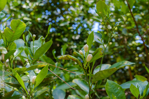 新緑に包まれた柑橘のつぼみと葉のクローズアップ