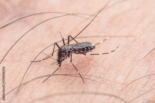 Close-up view of a mosquito on human skin, showing detail of the insect
