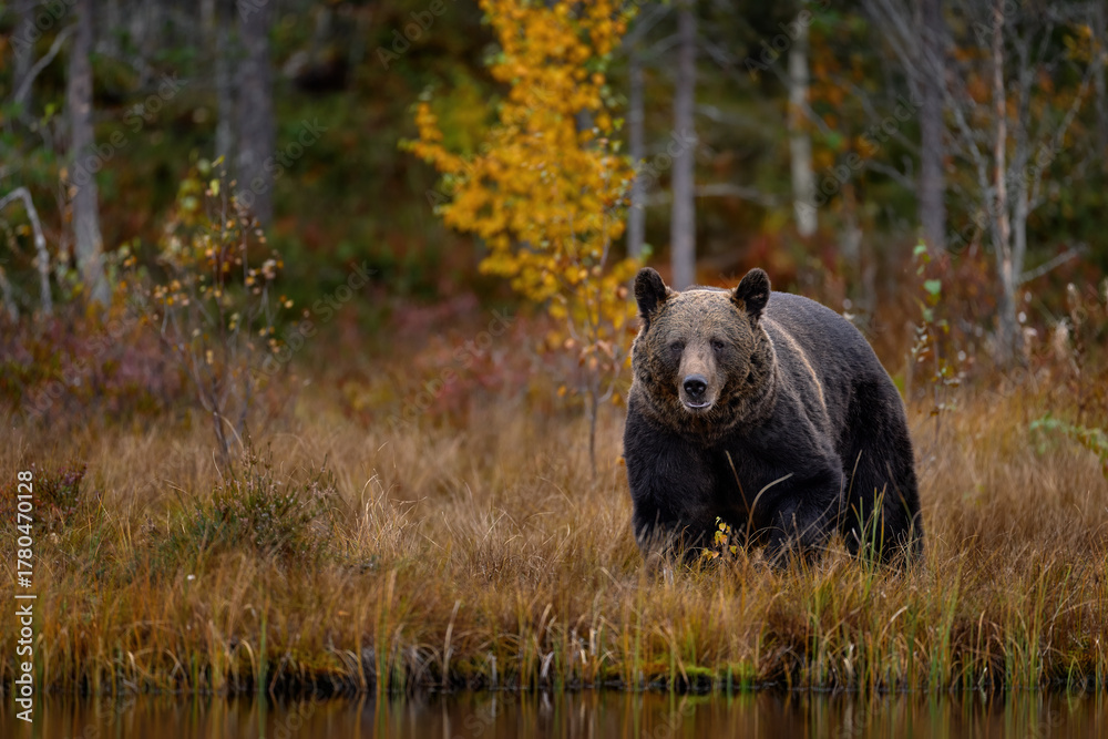 Fototapeta premium Nature in Europe, autumn wildlife. Bear walk in orange red forest. Autumn trees with bear. Beautiful brown bear walking around lake with fall colours. Dangerous animal in the wood.