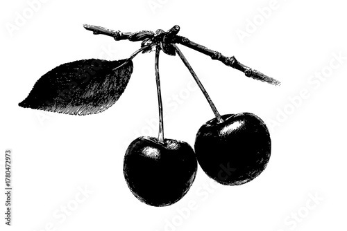 Harvest Cherry Blossoms: Tribute Springtime's Transient Beauty | Clean, isolated vector art for creative projects.