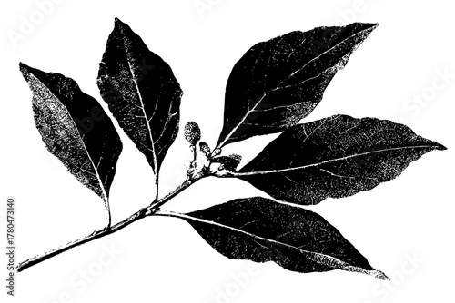 Carolina Allspice Twig: Tapestry Nature's Textures | Clean, isolated vector art for creative projects.