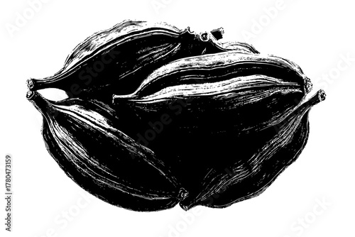 Censerous Cardamom Pods, Highly Detailed | Clean, isolated vector art for creative projects.