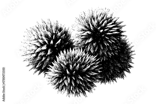 Art Seeds: Intricate Display Burdock | Clean, isolated vector art for creative projects.