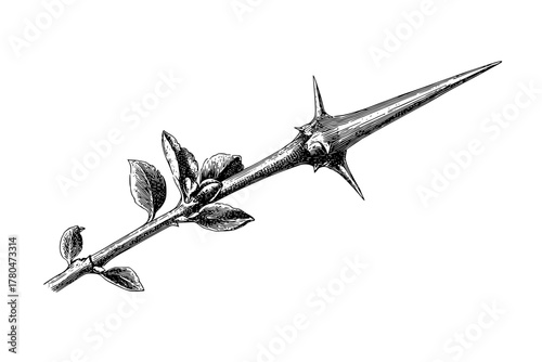 Thorny Bouquet: Detailed Illustration Single Buckthorn Spur | Clean, isolated vector art for creative projects.