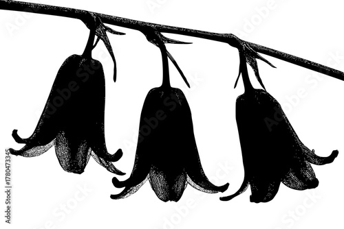 Whispers Wild: Trio Bluebells | Clean, isolated vector art for creative projects.