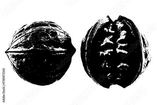 Black Walnut Hull: Close- Artistry | Clean, isolated vector art for creative projects.