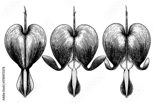 Elegant Encaustic Art: Heartfelt Tribute Bleeding Heart Flower | Clean, isolated vector art for creative projects.